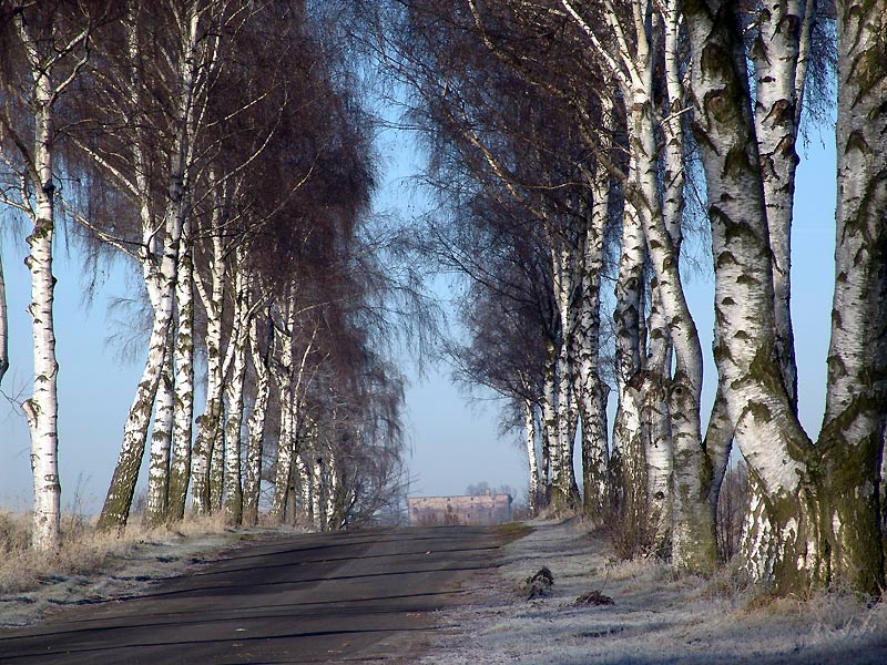 Baumweisheiten