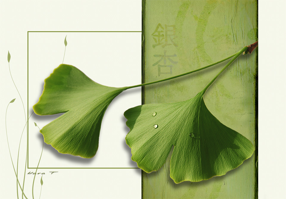 Ginkgo-NK3_7672-FC