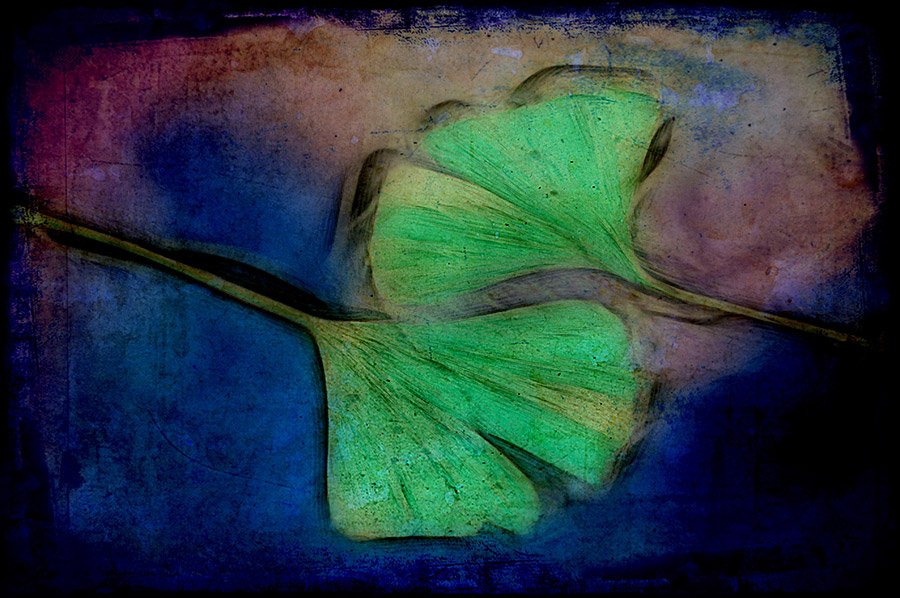 Ginkgo-composing-blau