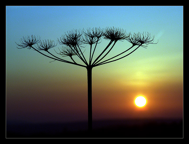 HerkulesstaudeSonnenunterg-