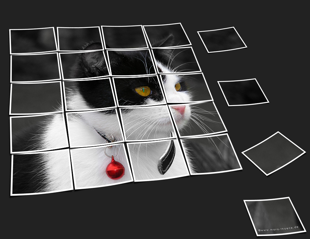 Katzen-Puzzle