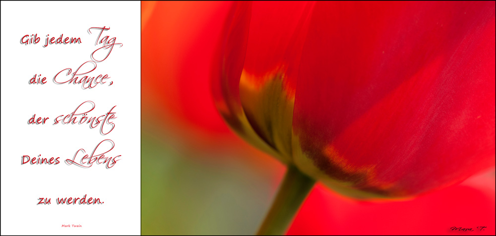 Tulpenkarte-NK3_0827-F Tulpenkarte-NK3_0827-F