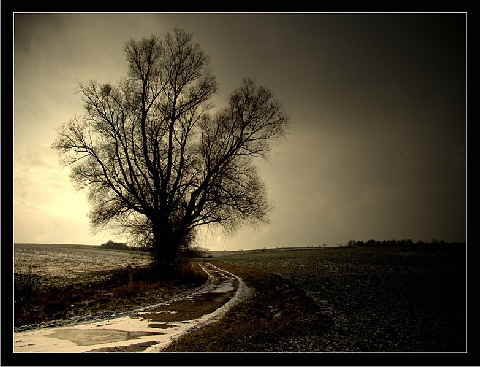 Baum  an der Wegbiegung