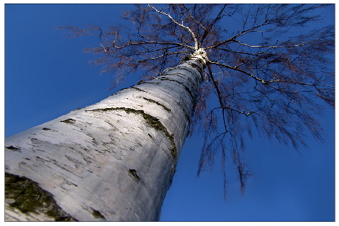 [Bild: a_Baum-Himmel-FC.jpg]