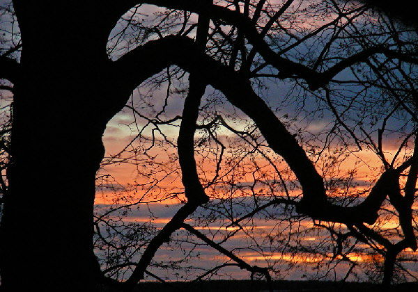 Baum+Sonnenuntergang Baum+Sonnenuntergang