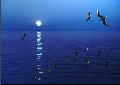 See des Lebens