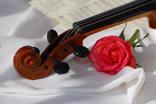 Geige+Rose-9250