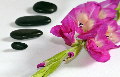Gladiole+4Steine-NK3_2399-b