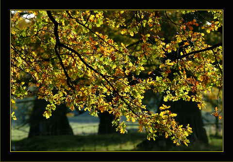 Goldener Oktober