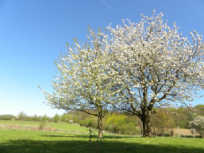 Kirschbäume-blühend-0574