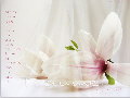 Magnolie-Traumzeit-FC