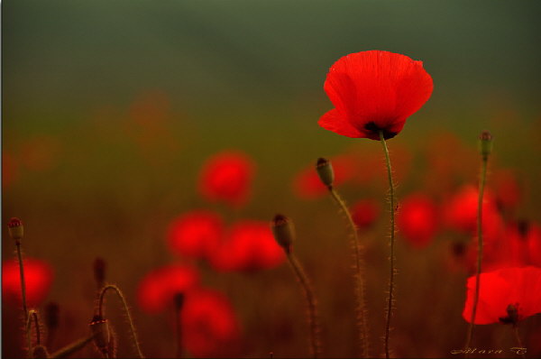 Mohn-Calden-FV Mohn-Calden-FV