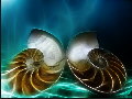 Nautilus-Muschel-F
