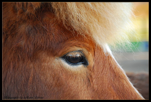 Pferd-Auge-946-HP