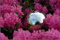 Rhododendron1-FC
