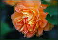 Rose-Wilhelmsthal-HP