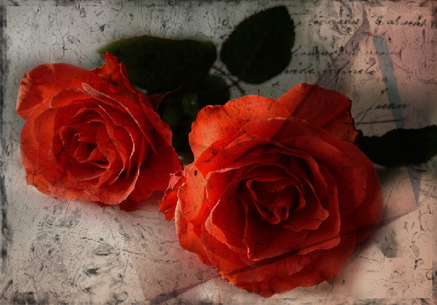 Roses-of-Red-HP