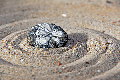 Seeigelstein-9288-P