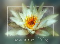 Seerose-weiss+T+A-kl