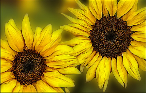 Sonnenblumen-DSCN5841-F