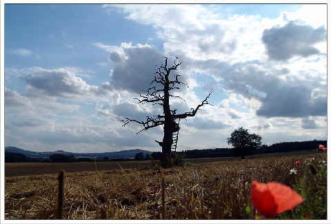 Der Tod und das blhende Leben