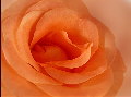 Variationen-einerRose-HP