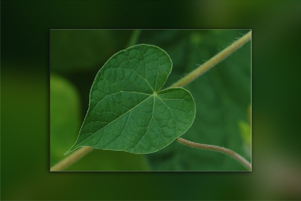 Vinca-Blatt