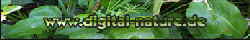 digital-nature