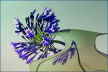 Agapanthus