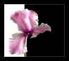 Cyclamen + SW