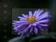 Aster