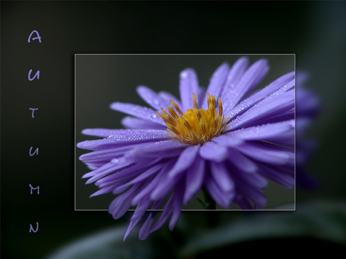 Aster