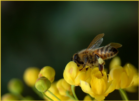 Bienchen