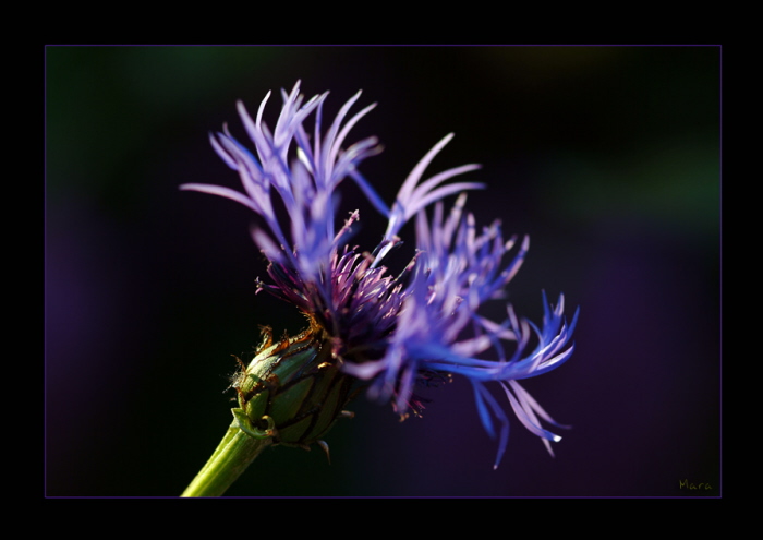 Bergflockenblume