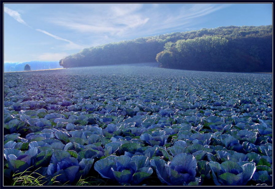 Blaukraut bleibt Blaukraut