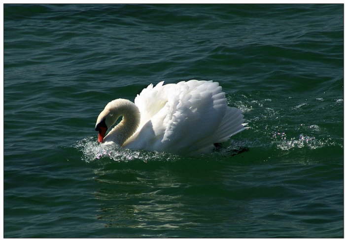 Schwan