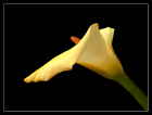 Calla