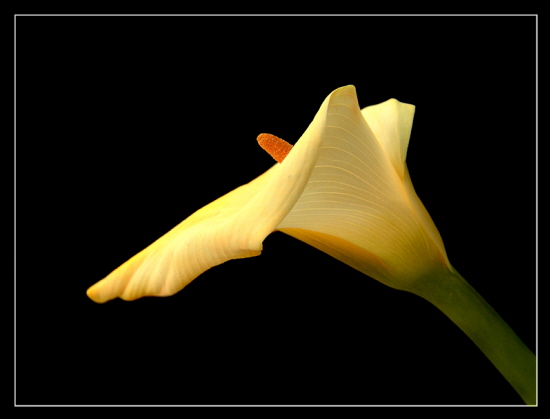 Calla