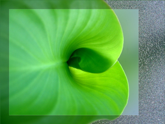 Canna-Blatt