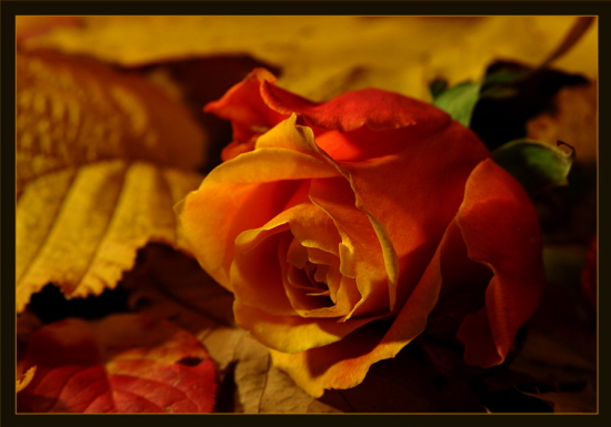 Des Herbstes letzte Rose