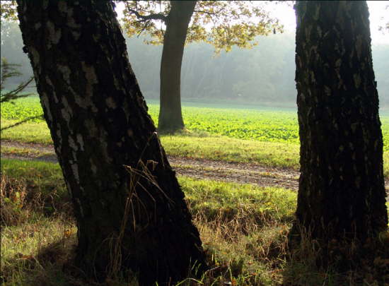 Die ersten Nebel