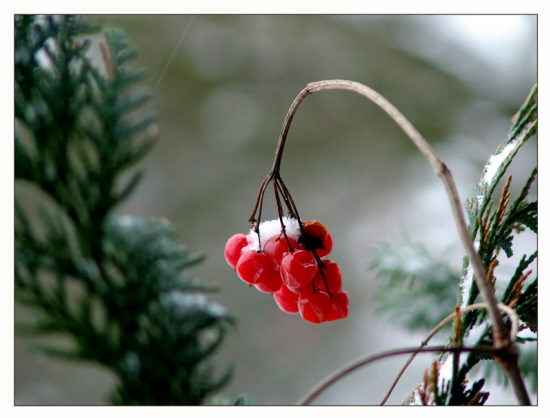 Eisbeeren #2