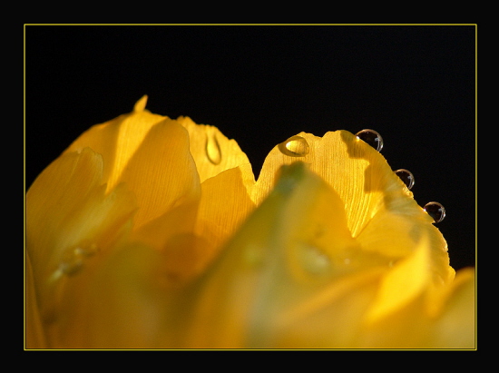 Tulpendetail mit Tropfen