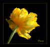 Gelbe Tulpe