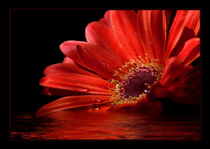 Gerbera