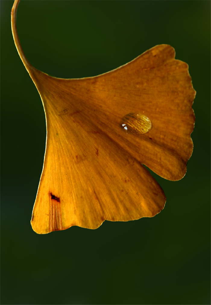 Goldener Gingko
