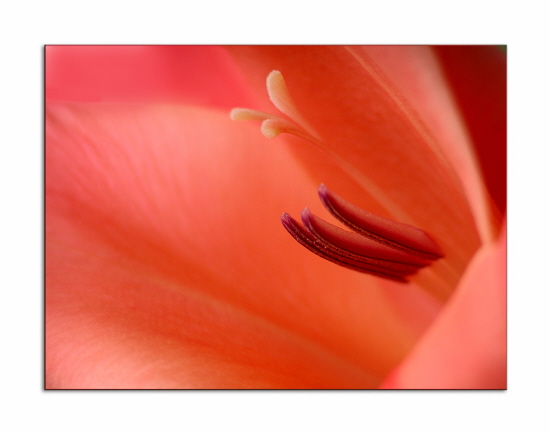 Gladioleneinblick