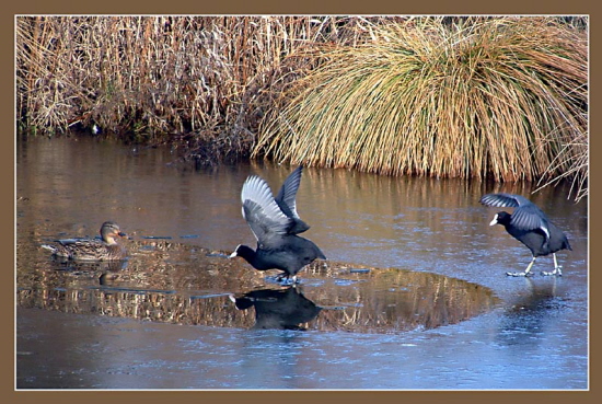 Enten auf dem Eis