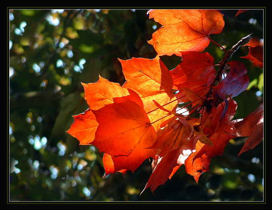 Herbstbltter