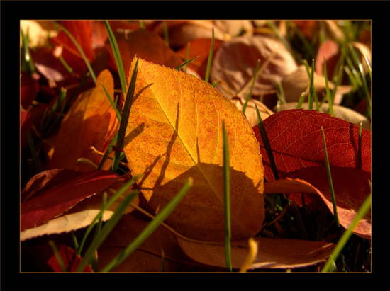 Herbstbltter #2